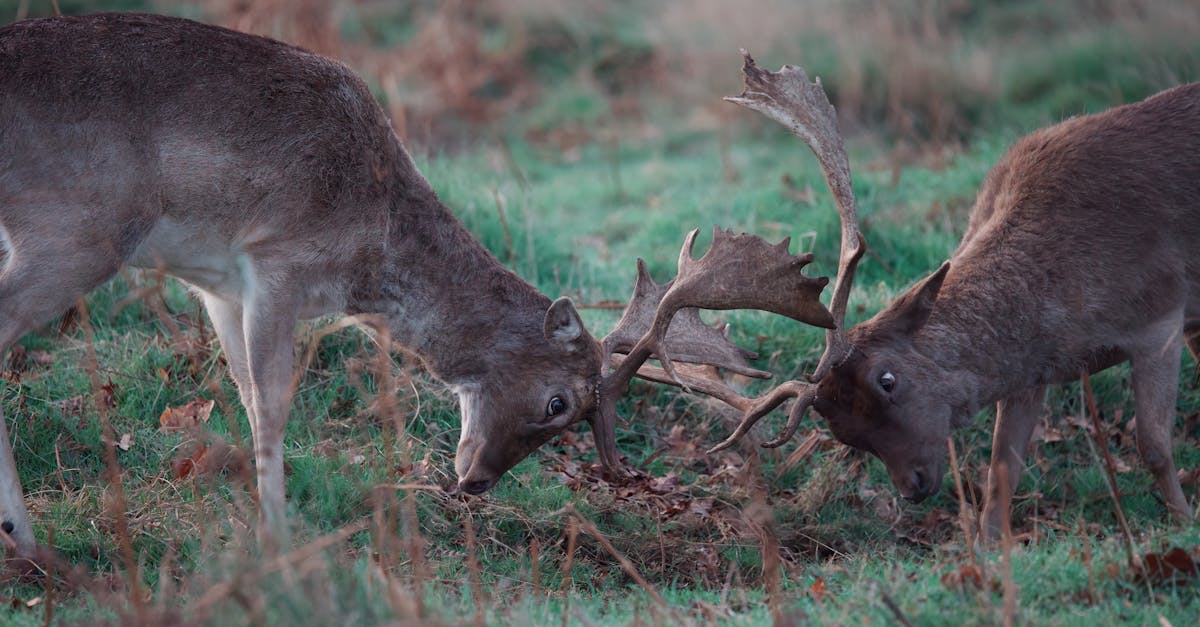 découvrez la signification de la dominance, ses implications dans les relations personnelles et professionnelles, ainsi que des conseils pour développer un leadership équilibré et positif.
