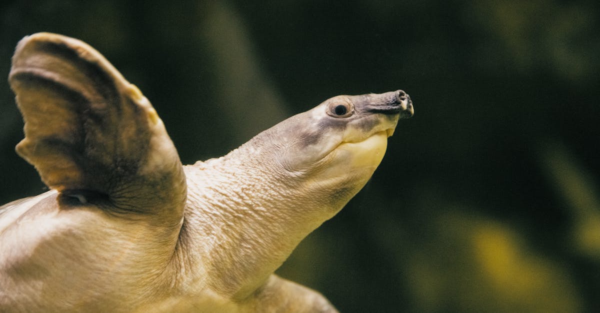 découvrez notre sélection de paddles pour tous les niveaux : conseils, comparatifs et avis pour choisir le paddle idéal selon vos besoins. profitez d'une expérience aquatique inoubliable !